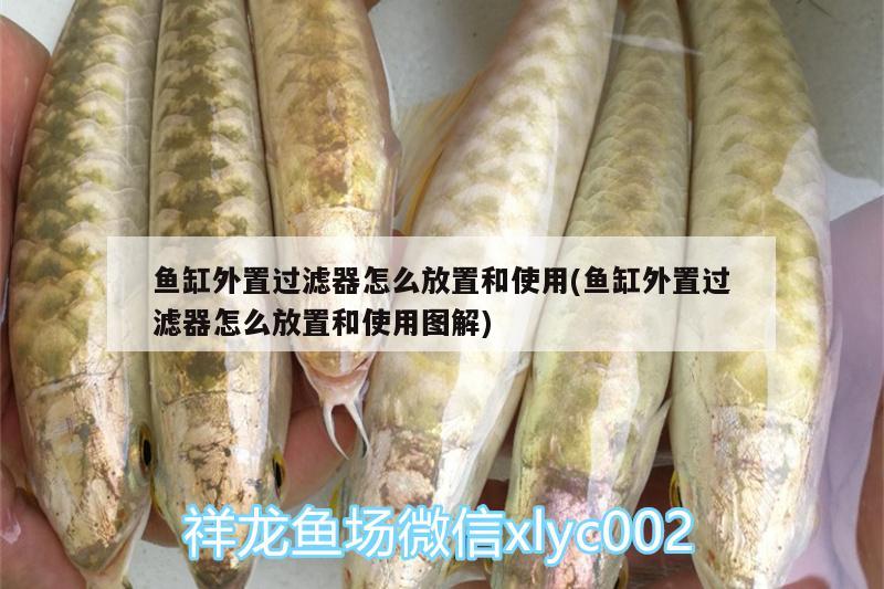 魚缸外置過濾器怎么放置和使用(魚缸外置過濾器怎么放置和使用圖解) 藍底過背金龍魚