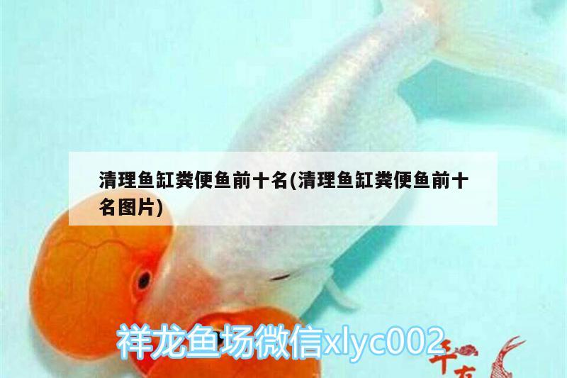 清理魚缸糞便魚前十名(清理魚缸糞便魚前十名圖片)