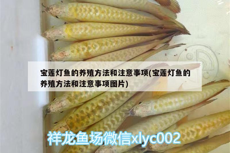 寶蓮燈魚(yú)的養(yǎng)殖方法和注意事項(xiàng)(寶蓮燈魚(yú)的養(yǎng)殖方法和注意事項(xiàng)圖片)