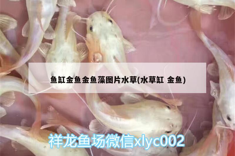 魚缸金魚金魚藻圖片水草(水草缸金魚)