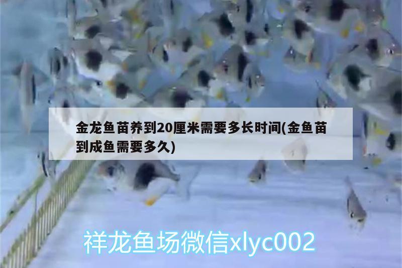 金龍魚苗養(yǎng)到20厘米需要多長(zhǎng)時(shí)間(金魚苗到成魚需要多久) 白子金龍魚