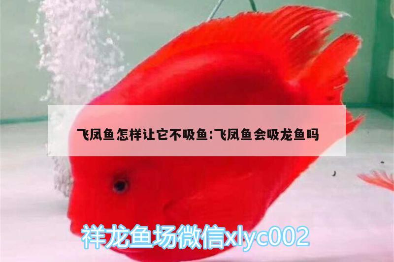 飛鳳魚怎樣讓它不吸魚:飛鳳魚會(huì)吸龍魚嗎