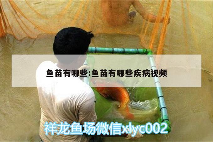 魚苗有哪些:魚苗有哪些疾病視頻 藍(lán)底過背金龍魚 第2張