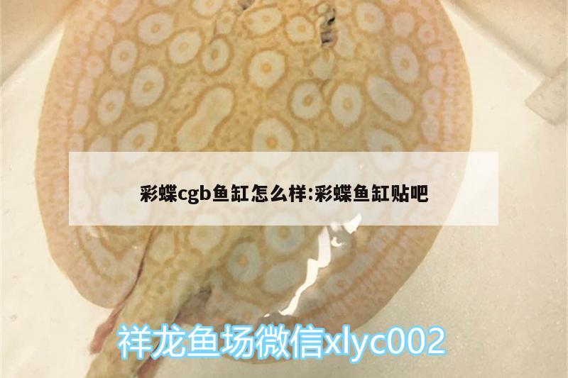 彩蝶cgb魚(yú)缸怎么樣:彩蝶魚(yú)缸貼吧