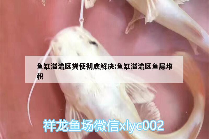 魚缸溢流區(qū)糞便徹底解決:魚缸溢流區(qū)魚屎堆積