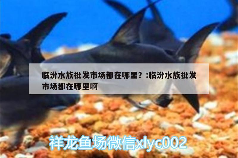 臨汾水族批發(fā)市場都在哪里？:臨汾水族批發(fā)市場都在哪里啊 觀賞魚水族批發(fā)市場