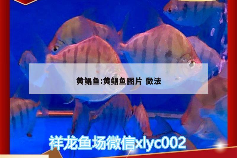 黃鯧魚:黃鯧魚圖片做法 照明器材