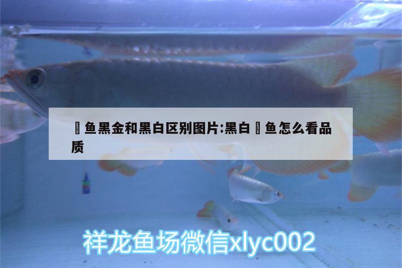 魟魚黑金和黑白區(qū)別圖片:黑白魟魚怎么看品質(zhì) 魟魚百科