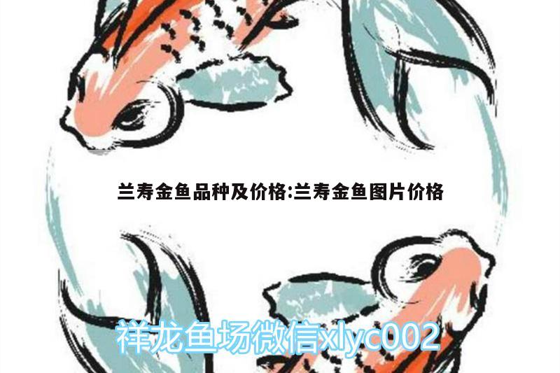 蘭壽金魚品種及價格:蘭壽金魚圖片價格 觀賞魚飼料