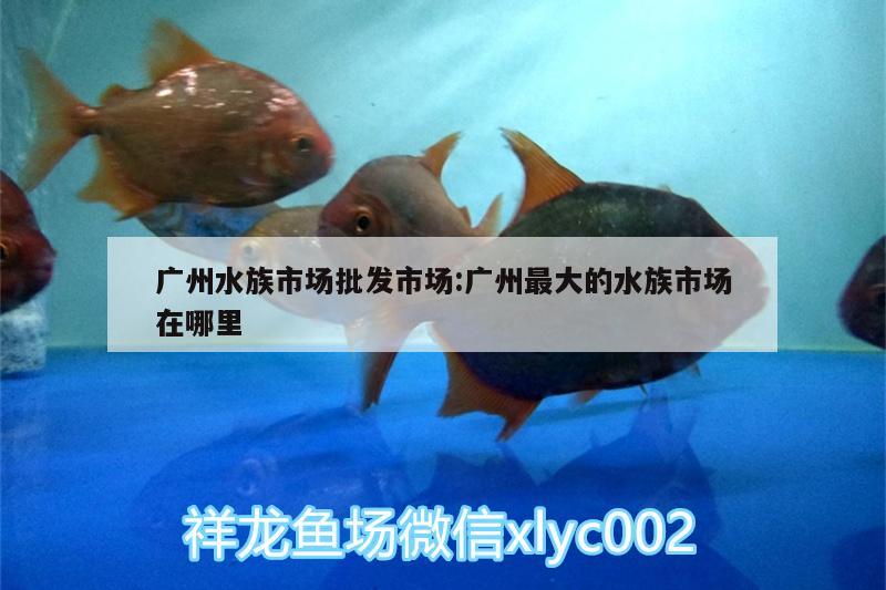 廣州水族市場批發(fā)市場:廣州最大的水族市場在哪里 丹頂錦鯉魚