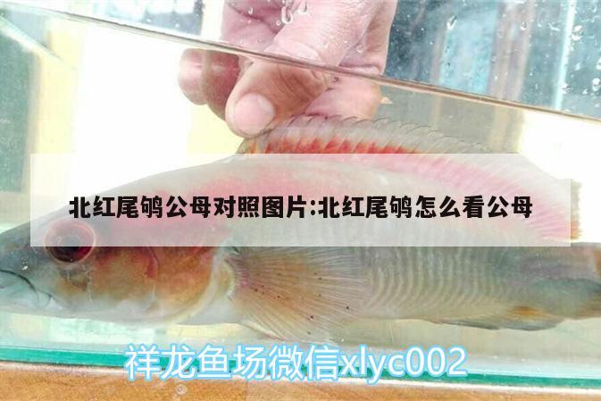 北紅尾鴝公母對照圖片:北紅尾鴝怎么看公母 白子紅龍魚