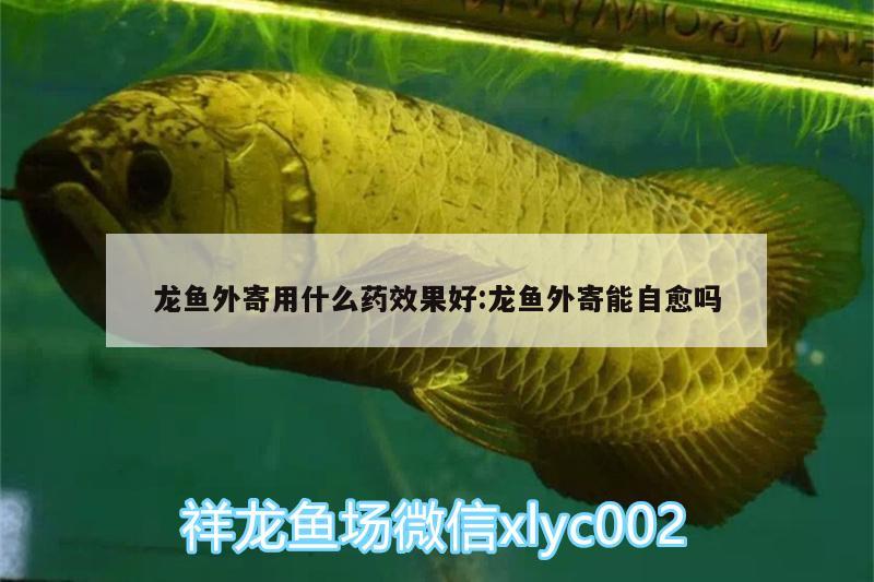 龍魚外寄用什么藥效果好:龍魚外寄能自愈嗎