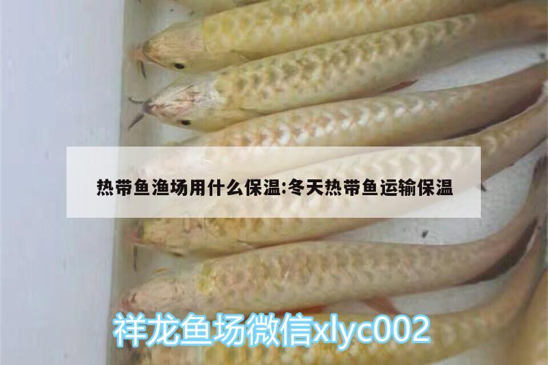 熱帶魚漁場用什么保溫:冬天熱帶魚運輸保溫