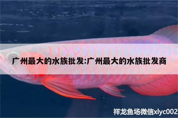 廣州最大的水族批發(fā):廣州最大的水族批發(fā)商 小型觀賞魚