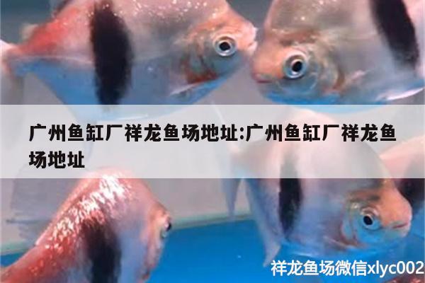 廣州魚缸廠祥龍魚場地址:廣州魚缸廠祥龍魚場地址 祥龍魚場