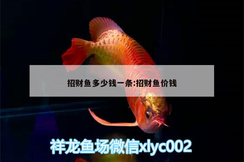 招財(cái)魚多少錢一條:招財(cái)魚價(jià)錢 魚缸風(fēng)水