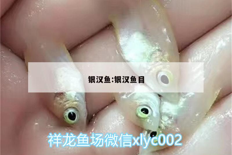 銀漢魚:銀漢魚目 黑水素