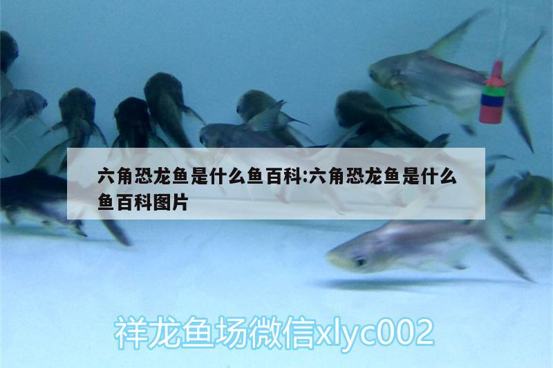 六角恐龍魚是什么魚百科:六角恐龍魚是什么魚百科圖片 野彩魚