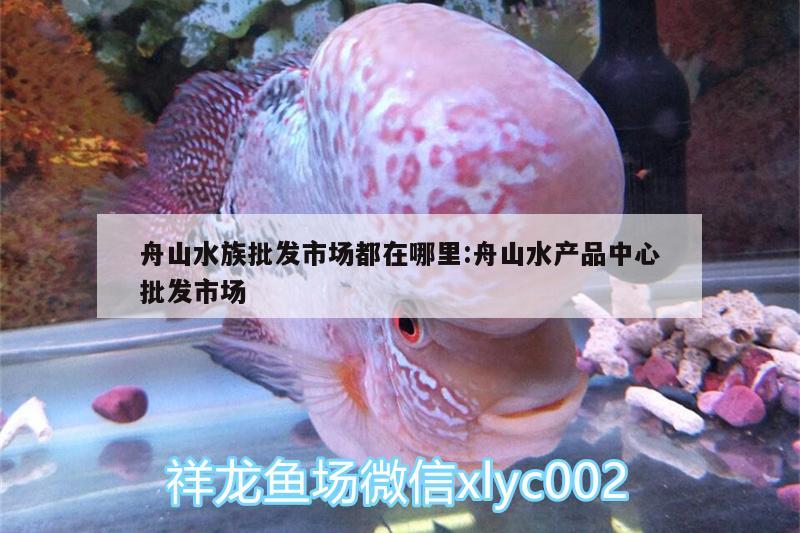 舟山水族批發(fā)市場(chǎng)都在哪里:舟山水產(chǎn)品中心批發(fā)市場(chǎng) 觀賞魚水族批發(fā)市場(chǎng)