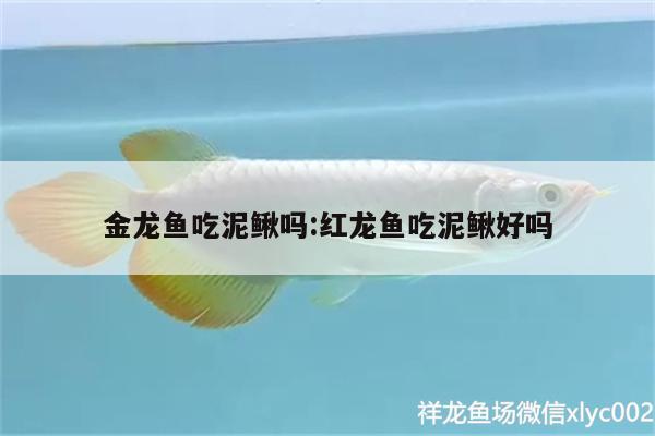 金龍魚吃泥鰍嗎:紅龍魚吃泥鰍好嗎