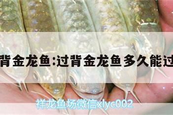 過背金龍魚:過背金龍魚多久能過背