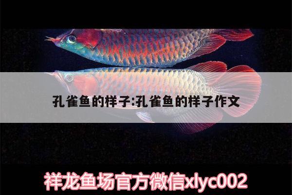 孔雀魚(yú)的樣子:孔雀魚(yú)的樣子作文