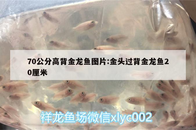 70公分高背金龍魚圖片:金頭過背金龍魚20厘米 高背金龍魚