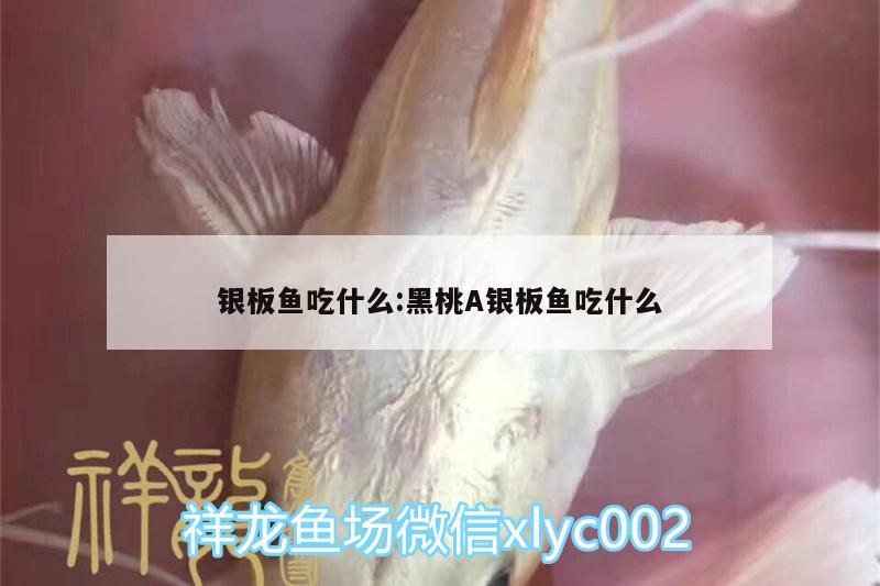 銀板魚吃什么:黑桃A銀板魚吃什么 古典過背金龍魚 第2張