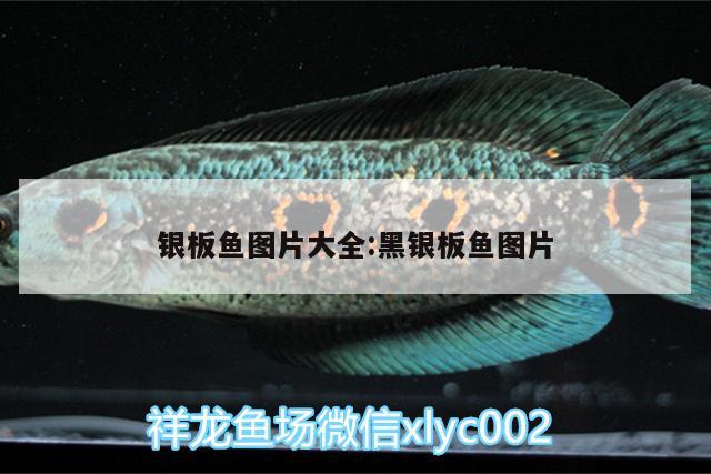 銀板魚圖片大全:黑銀板魚圖片 海象魚