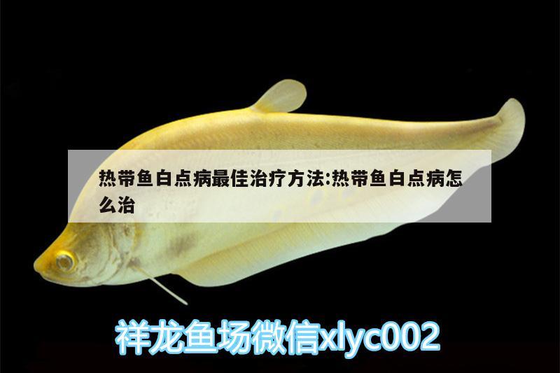 熱帶魚白點(diǎn)病最佳治療方法:熱帶魚白點(diǎn)病怎么治 羅漢魚批發(fā)