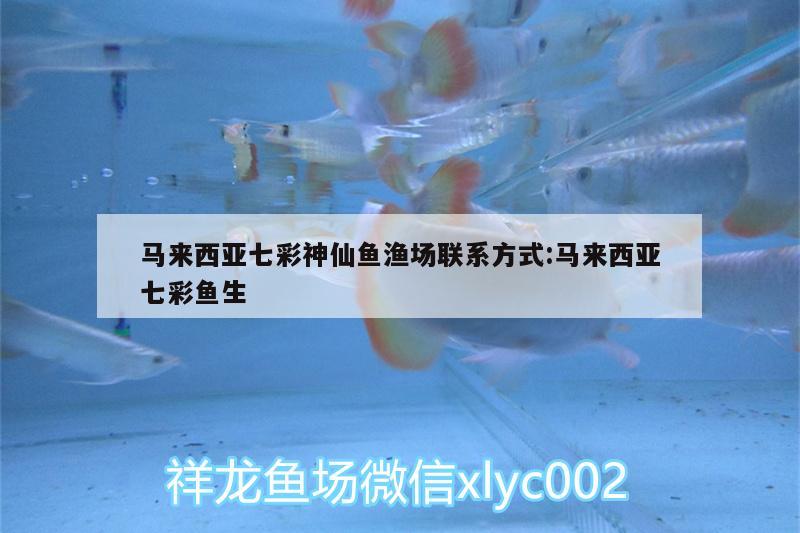 馬來西亞七彩神仙魚漁場聯(lián)系方式:馬來西亞七彩魚生 七彩神仙魚