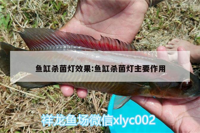 魚缸殺菌燈效果:魚缸殺菌燈主要作用 黃金招財(cái)貓魚