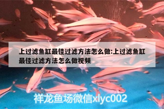 上過濾魚缸最佳過濾方法怎么做:上過濾魚缸最佳過濾方法怎么做視頻