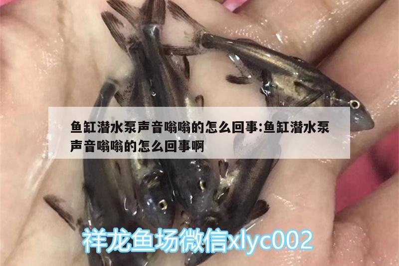 魚缸潛水泵聲音嗡嗡的怎么回事:魚缸潛水泵聲音嗡嗡的怎么回事啊 斑馬鴨嘴魚