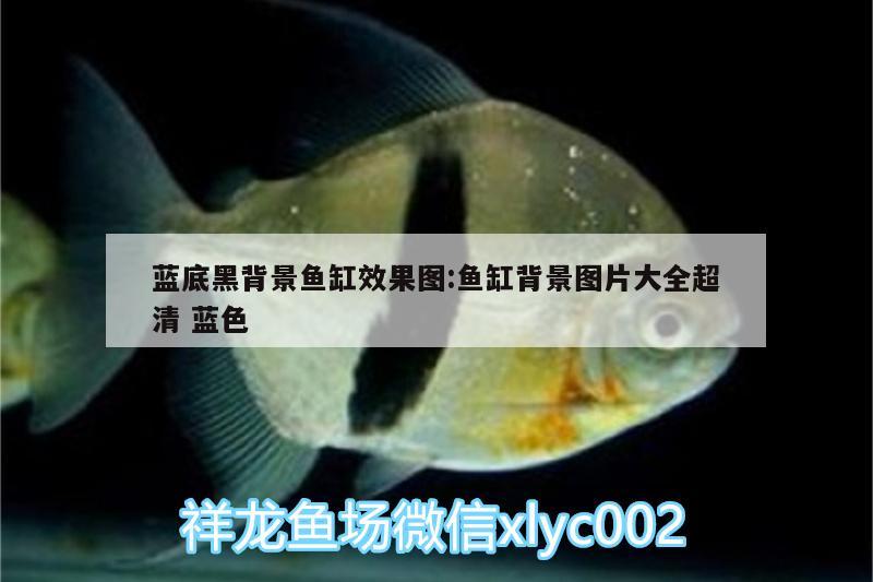 藍(lán)底黑背景魚缸效果圖:魚缸背景圖片大全超清藍(lán)色