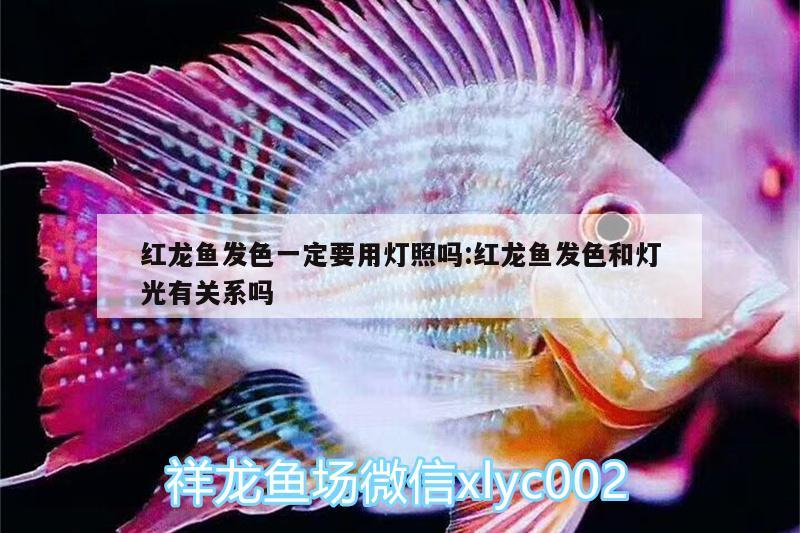 紅龍魚發(fā)色一定要用燈照嗎:紅龍魚發(fā)色和燈光有關(guān)系嗎