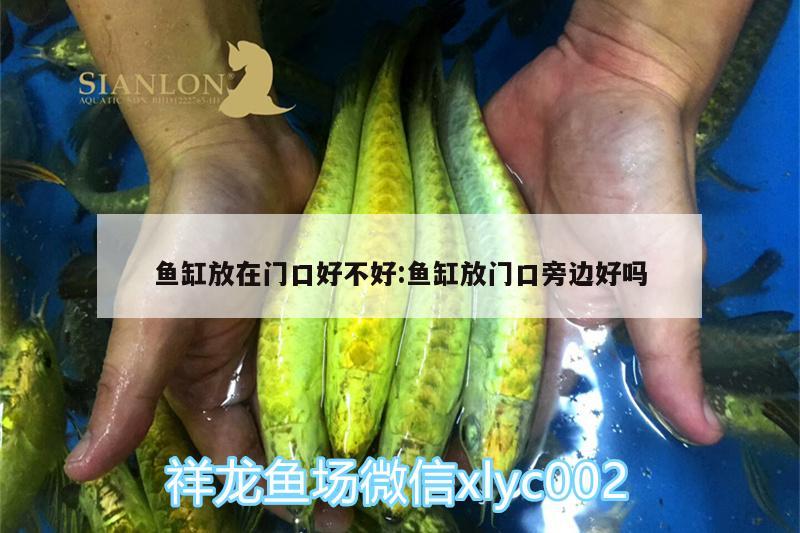 魚缸放在門口好不好:魚缸放門口旁邊好嗎 龍魚批發(fā)