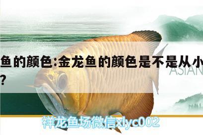 金龍魚的顏色:金龍魚的顏色是不是從小就系金色? 月光鴨嘴魚