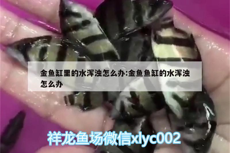 金魚缸里的水渾濁怎么辦:金魚魚缸的水渾濁怎么辦 黃金眼鏡蛇雷龍魚