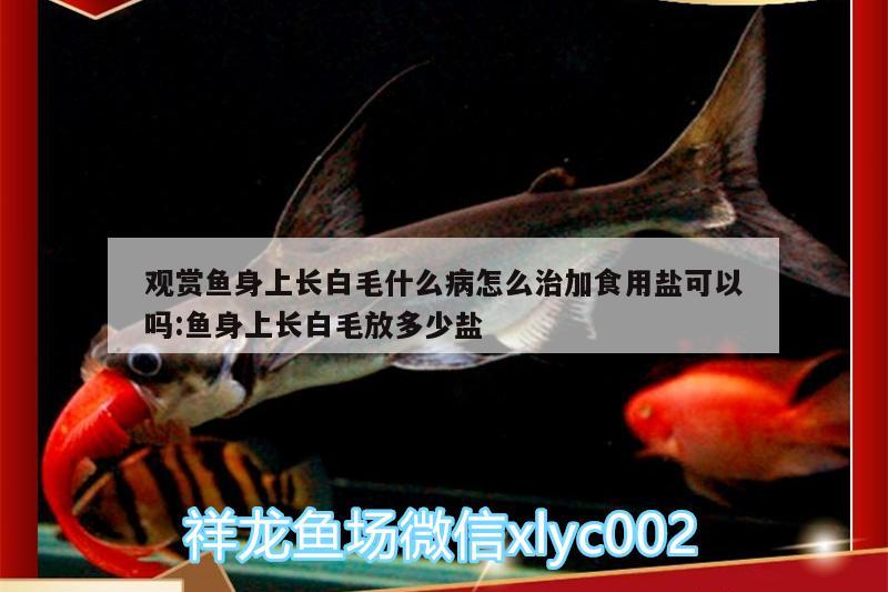 觀賞魚(yú)身上長(zhǎng)白毛什么病怎么治加食用鹽可以嗎:魚(yú)身上長(zhǎng)白毛放多少鹽 魟魚(yú)百科