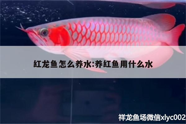 紅龍魚怎么養(yǎng)水:養(yǎng)紅魚用什么水 斯維尼關(guān)刀魚 第2張