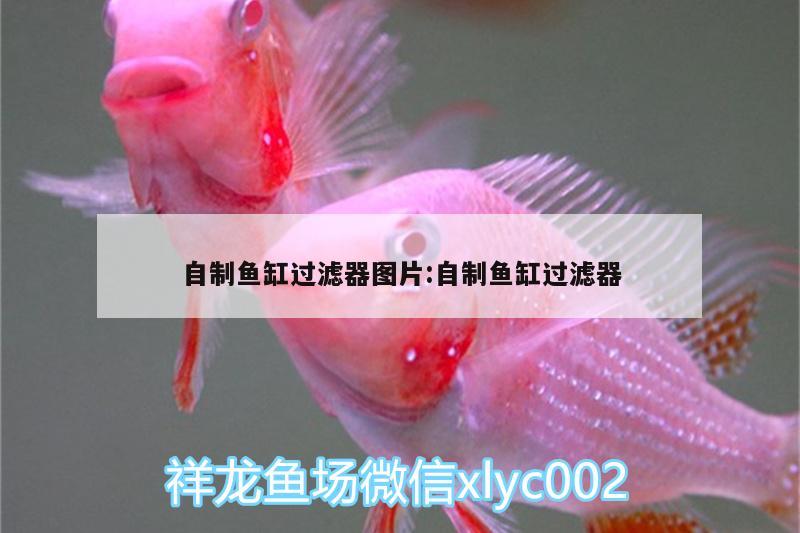 自制魚缸過濾器圖片:自制魚缸過濾器