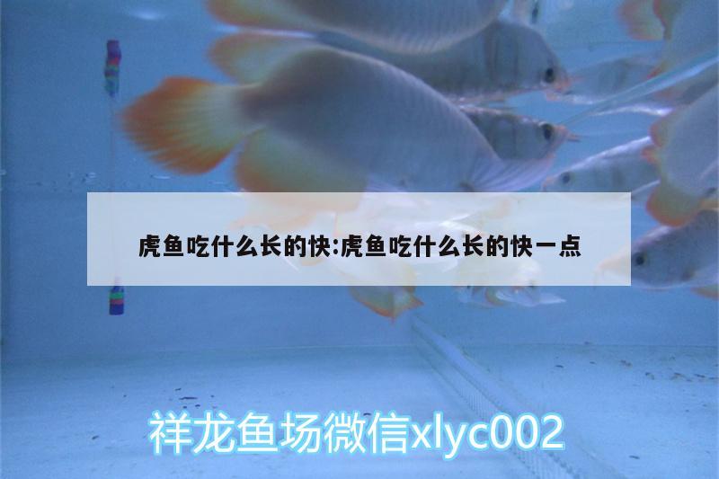 虎魚吃什么長的快:虎魚吃什么長的快一點(diǎn)