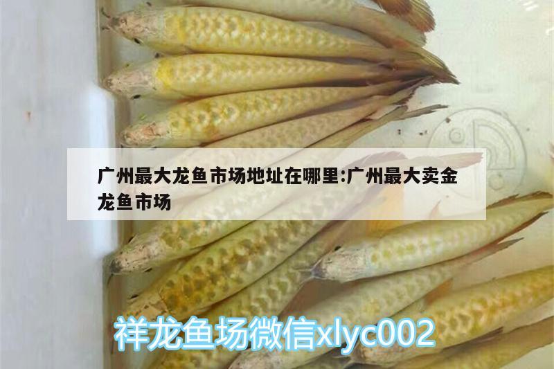 廣州最大龍魚市場地址在哪里:廣州最大賣金龍魚市場 麥肯斯銀版魚