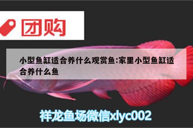 小型魚缸適合養(yǎng)什么觀賞魚:家里小型魚缸適合養(yǎng)什么魚 錦鯉魚百科