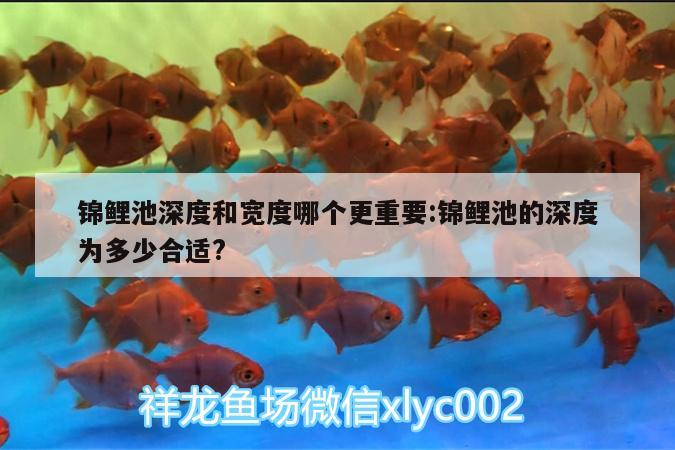 錦鯉池深度和寬度哪個更重要:錦鯉池的深度為多少合適? 印尼虎苗