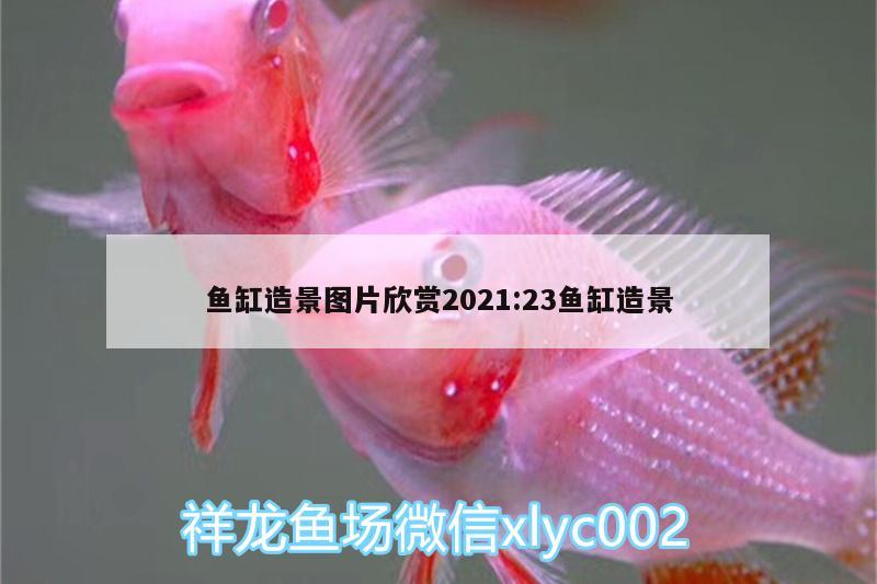 魚缸造景圖片欣賞2021:23魚缸造景