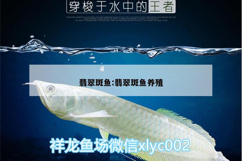 翡翠斑魚:翡翠斑魚養(yǎng)殖