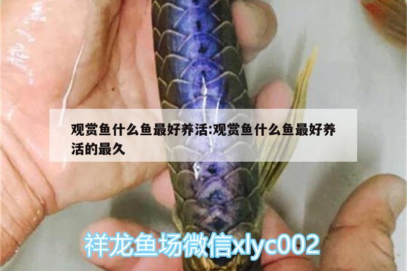 觀賞魚什么魚最好養(yǎng)活:觀賞魚什么魚最好養(yǎng)活的最久 黃金鴨嘴魚