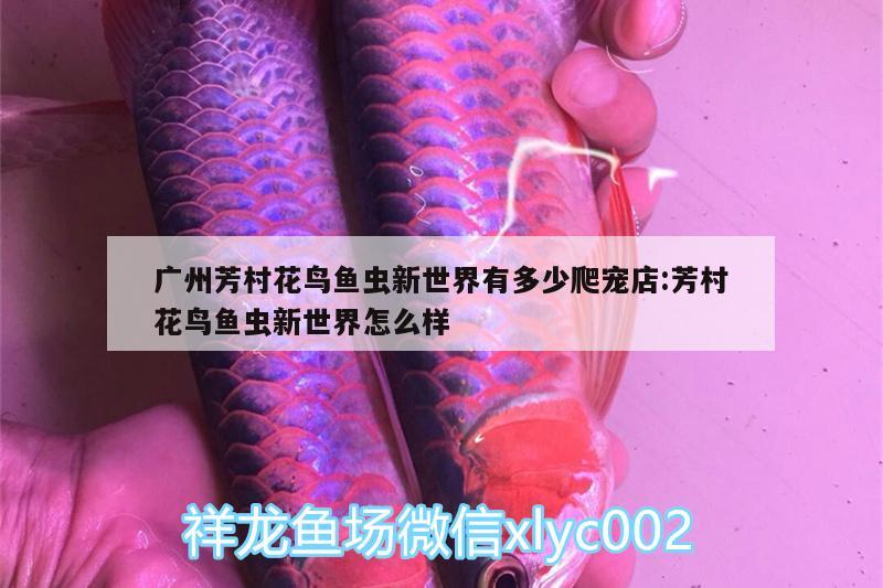 廣州芳村花鳥魚蟲新世界有多少爬寵店:芳村花鳥魚蟲新世界怎么樣 黃吉金龍（白子金龍魚）